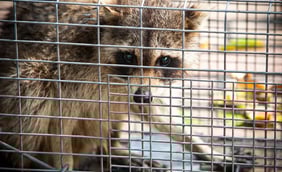 Rabies: Symptoms and Treatment