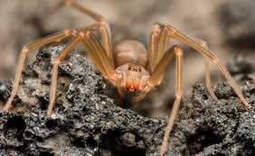 Brown Recluse Spiders: What to Know