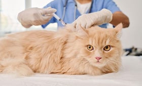 ペットの健康を守る！低価格＆高保障のペット医療保険を徹底比較