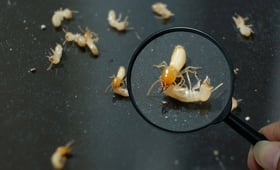 白蟻怕的不是殺蟲劑！用『這招』讓牠們自滅還省錢